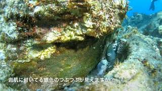 生態ウォッチング！卵を守るセダカスズメダイ 伊豆海洋公園ダイビング