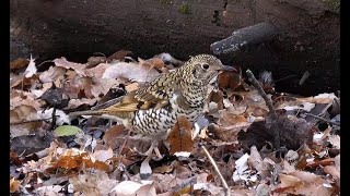 [4K]野鳥：トラツグミ／ＨＴ公園のサンクチェリア