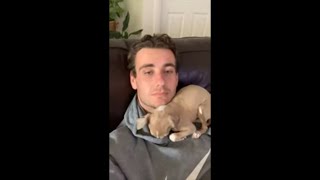 Dog Climbs Guy and Snuggles by His Shoulder and Neck