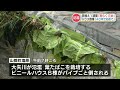 肩を落とす農家「おそらくだめですね…」益城町の田んぼ・山都町の葉たばこハウス被災　熊本