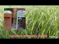 leader sulfosulfuron 75 wg spray weedicide in wheat ਕਣਕ ਚ ਲੀਡਰ ਦੀ ਸਪਰੇਅ ਨਾਲ ਗੁੱਲੀਡੰਡੇ ਦੀ ਰੋਕਥਾਮ