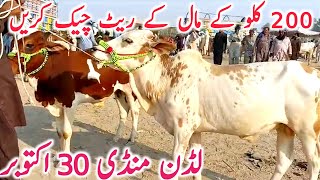 Ludden Cow Mandi | Kato Mal Rates | Cholistani Sahiwal Qurbani 2025 Bachre|| Global Village Farming