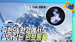 [핫클립] 지구 최강의 생명체, 완보동물 / YTN 사이언스