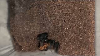 宏都拉斯捲毛 捕鳥蛛 櫻桃蟑螂 餵食Brachypelma albopilosum eat Blatta lateralis