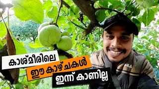 Apple Farms of Kashmir | കാശ്മീരിരലെ ആപ്പിൾ തോട്ടം | Apple Harvesting | M4 Media  | #EP_16