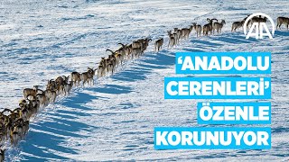 'Anadolu cerenleri' Konya'daki yaşam alanlarında hassasiyetle korunuyor