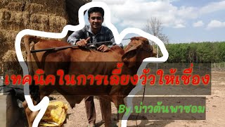 เทคนิคในการเลี้ยงวัวให้เชื่องว่าง่ายสอนง่าย🐂🕵️‍♂️