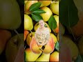 Pears fruit # #shorts #asmr #asmrsatisfying #satisfying #trending #viral #splitfruit #pears #