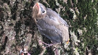 Baby Bird Comes Back to LIfe! Fledgling Reunites With Mother After Falling From Nest!