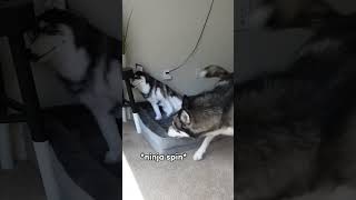 My Husky Throws a Tantrum! (He yells at me) #dogshorts #dogs #huskies #husky