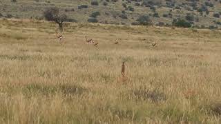 Springbok pronking and meerkats, Mountain Zebra National Park