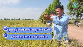 បទយកការណ៍៖ ប្រភេទស្រូវធ្ងន់ «ពូជនាងខុន»