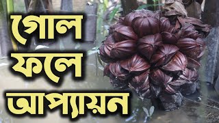 সুন্দরবনের গোল ফল খেতে তালের মতই স্বাদ | Golpata Fruit of Sundarban