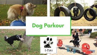 Dog Parkour - Urban Agility