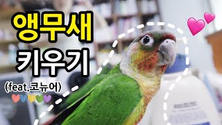 [VLOG] 코뉴어 앵무새의 성장일기🐥💚#1 | 집안에서 집사에게 껌딱지처럼 붙어 다니는 앵무새🏠💁‍♀️ | Parrot Growth Dairy📷