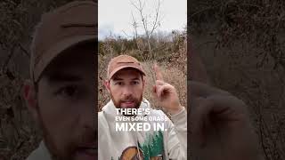 Where Do Bucks Move During Daylight