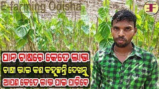 ଓଡ଼ିଶାରେ ପାନ ଚାଷ (Bettel leaf farming in odisha) ଜାଣନ୍ତୁ କଣ ରହିଛି ଚାଷୀଙ୍କ ଅବସ୍ଥା ।