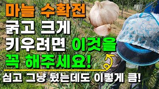 마늘 수확전 꼭 이걸 해주세요 굵고 크게 큽니다. 그냥 뒀는데도 이렇습니다 - 마늘농사 마늘재배