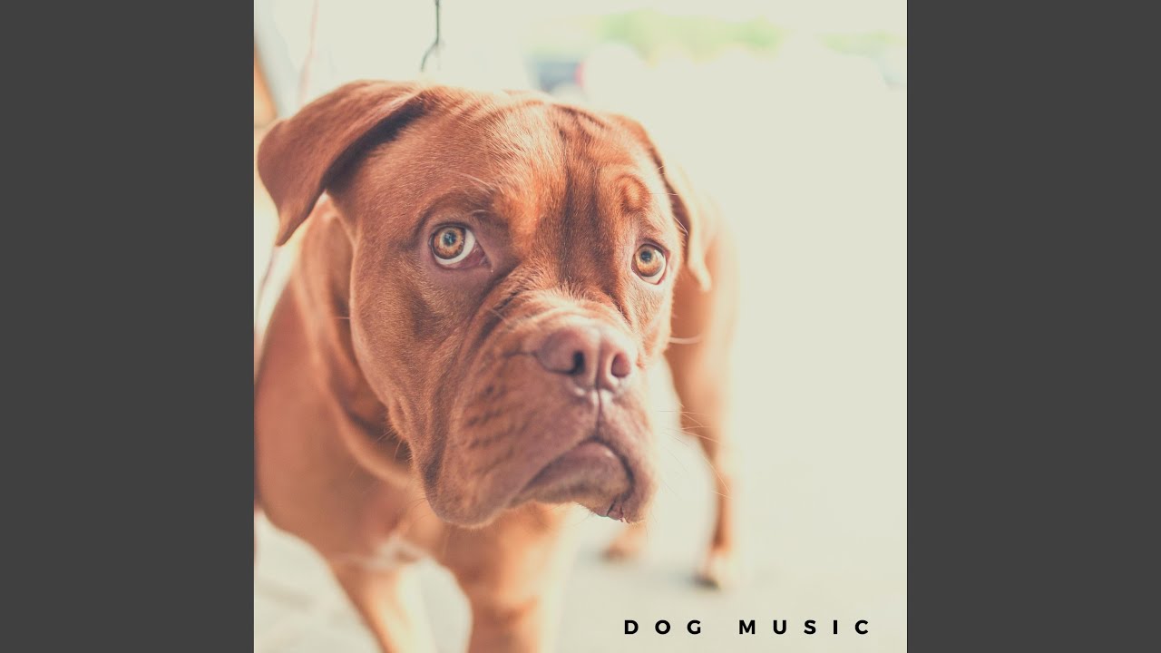 Relaxing Dog Music Youtube Music
