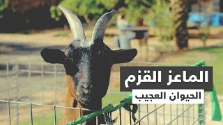 الماعز القزم | Dwarf Goats