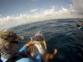 jigging big amberjack from a kayak