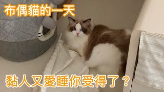 我下輩子也要當貓！｜布偶貓的一天也太爽｜布偶貓日記#5