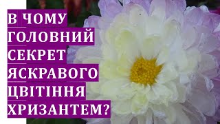 В чому головний секрет яскравого та багатого цвітіння хризантем?