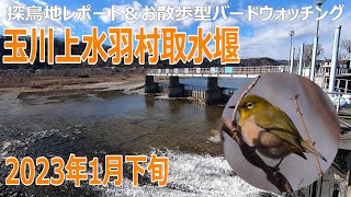 玉川上水・羽村取水堰の探鳥地レポートです　河川敷に凛とたたずむ野鳥たち　2023年1月下旬