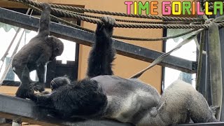 【ゴリラ ASMR】キンタロウ「お父ちゃん大好き💛」【gorilla 京都市動物園 Momotaro】Kintaro \