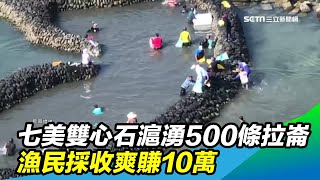 七美雙心石滬湧500條拉崙　漁民採收爽賺10萬｜三立新聞台