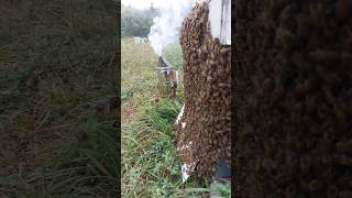 Beekeeping hacks II #beekeeping #homesteading #hacks #shorts