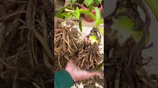 How to reporting amaryllis lily plant #shorts #short #subscribe #song #viralvideo #motivation #fyp