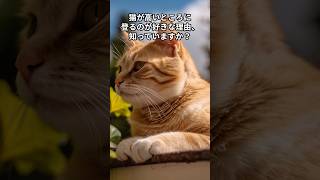 猫はなぜ高いところに登るの？ 猫の雑学その80 #雑学 #猫 #猫のいる暮らし