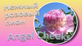 Нежный розовый пион ANGEL CHEEKS / Сад Ворошиловой