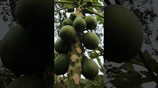 কোন জাতের পেপে এটা কেউ বলতে পারবেন🍐। No one can tell what kind of pepe it is.#papaya