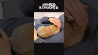 ウサギさんのおなかのうえ寝　#うさぎ #bunny #cute