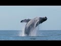 whale breaching encounters for your pure enjoyment