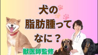 犬の肥満細胞腫とは？愛犬の健康を守るための知識と対策　獣医師監修