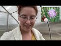 cloches and chores in my zone 4 greenhouse vlog