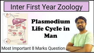 Plasmodium Life Cycle in man || Inter First Year Zoology || Most Important Essay ( 8 Marks Question)