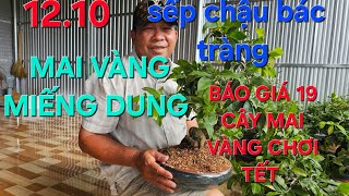 0908794939 MAI VÀNG MIẾNG DUNG GIAO LƯU 19 CÂY MAI VÀNG CHƠI TẾT XẾP ĐI CÓ CHẬU MỸ NHGÊ