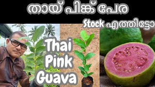 Thai Pink Guava Plant Trends Wheel തായ് പിങ്ക് പേര #thaipinkguava #trendswheel #fruitsplants