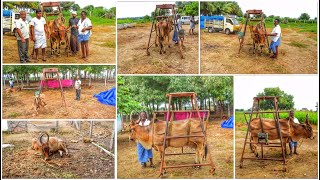 Cow Lifting Machine/ மாடு தூக்கும் இயந்திரம்