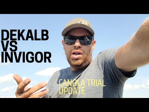 Invigor Vs Dekalb Canola Trial Mid Season Evaluation - YouTube