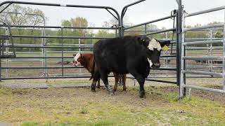 Lot 4 - 5 YR OLD BREED ANGUS/HEREFORD (104) WITH CALF(945)