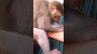 Monkey bibi grooming