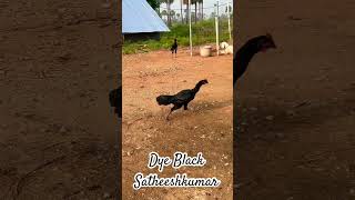 @DyeblackSatheeshkumar #kattuseval #sandaikozhi #reels #agriculture #vivasayam #trending #vivasayi