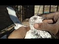 butiful kabootar ki parpati karde highflyer pigeon bird best kabootar subscribe share like