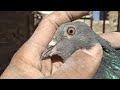 butiful kabootar ki parpati karde highflyer pigeon bird best kabootar subscribe share like