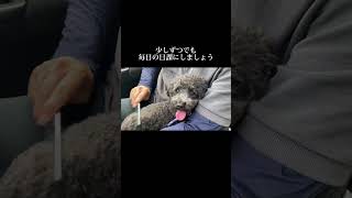 おやつ使ってできたら苦労しませんね #doglibre #ドッグトレーニング #犬のしつけ